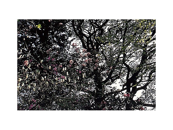 尾鈴のシャクナゲ・あけぼのつつじ