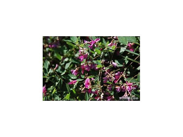 萩の茶屋のハギ