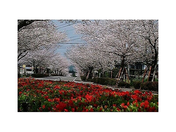 観音池公園のツツジと桜
