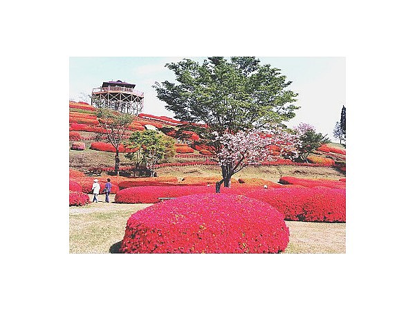 椎八重公園のツツジ