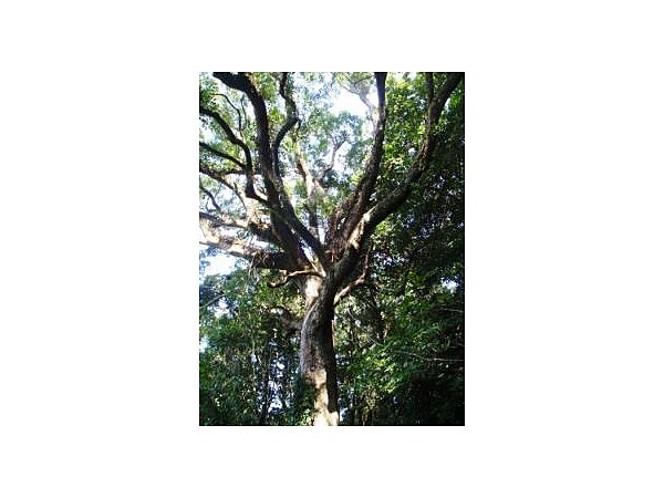 赤池の楠原生林