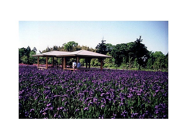 早水公園のアヤメ