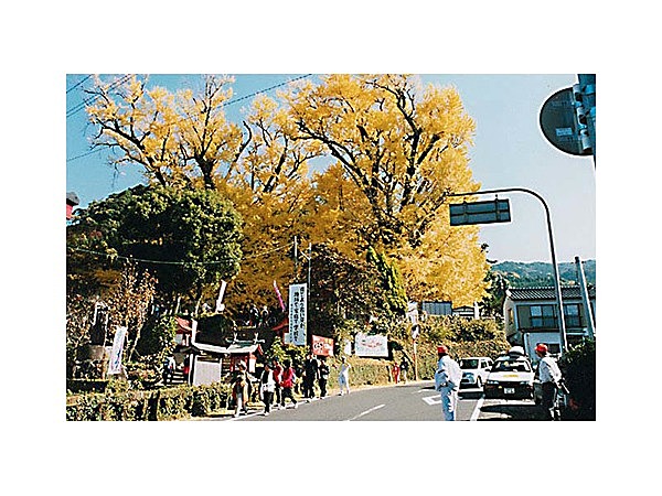 宮浦宮の夫婦いちょう