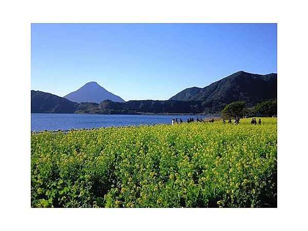 菜の花畑（鹿児島県）