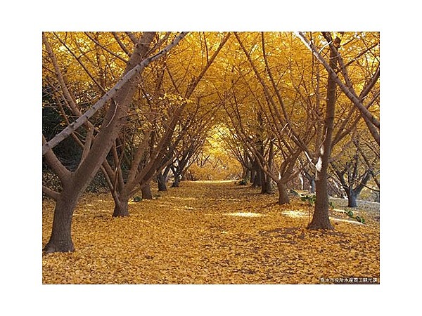 たるみず千本イチョウ