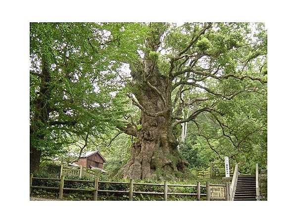 蒲生の大クス(国特別天然記念物）