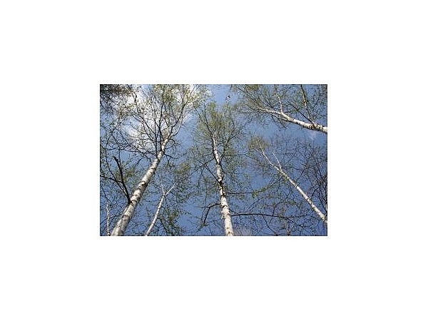 ふうれん望湖台自然公園