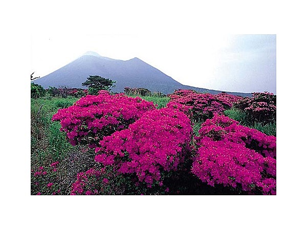 ミヤマキリシマ