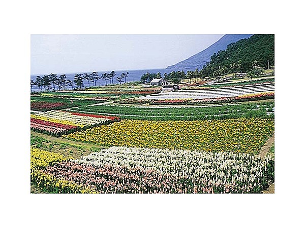 長崎鼻のキンギョソウ畑