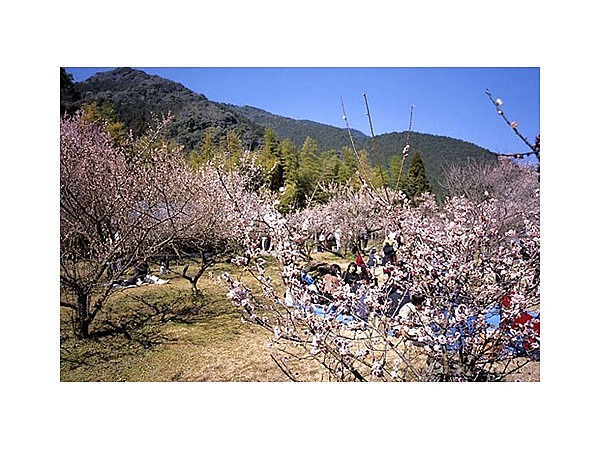 藤川天神臥龍梅