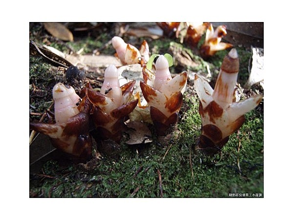 ヤッコソウ自生地