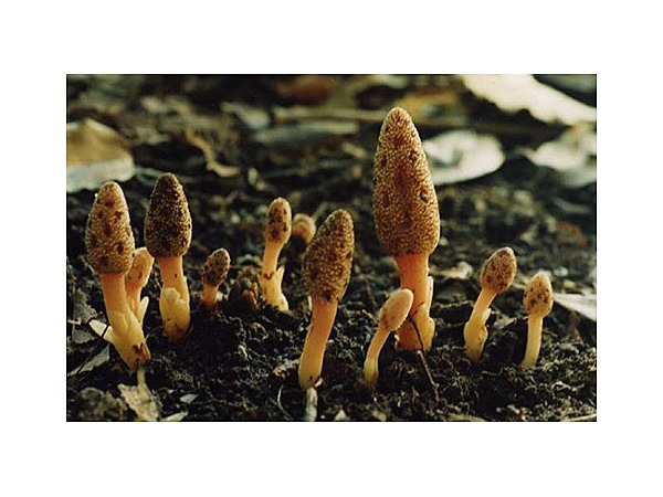 きいれつちとりもち