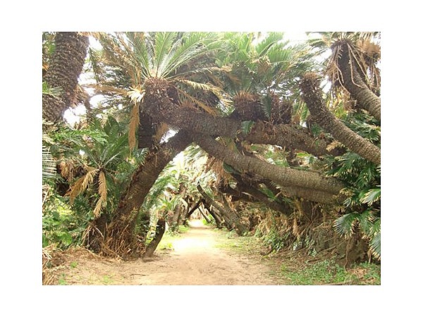 金見崎ソテツトンネル