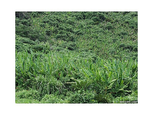 安木屋場バショウ群生地