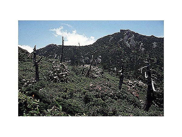 ヤクシマシャクナゲ