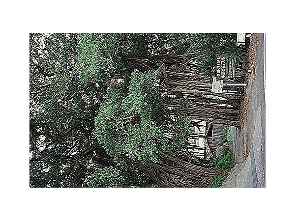 中間ガジュマル