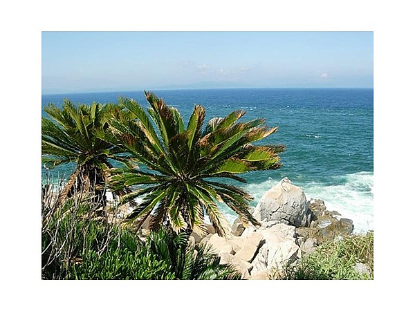 火崎のビロウ・ソテツ自生林