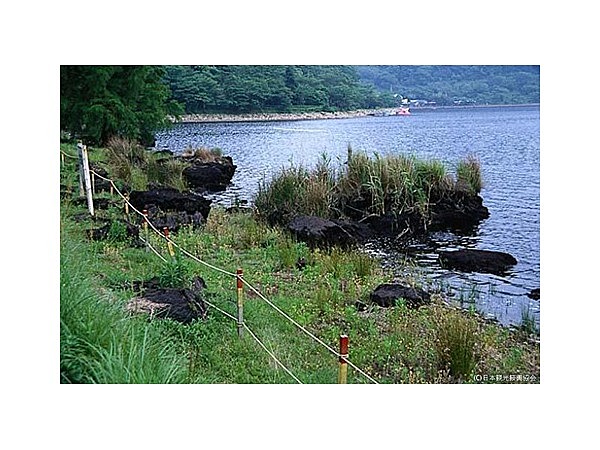 藺牟田池の泥炭形成植物群落