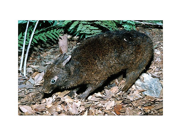 アマミノクロウサギ