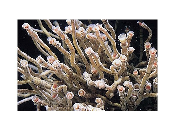 サツマハオリムシ