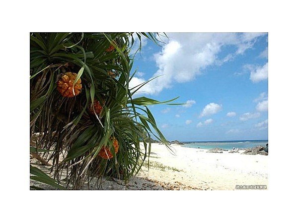 畦プリンスビーチ