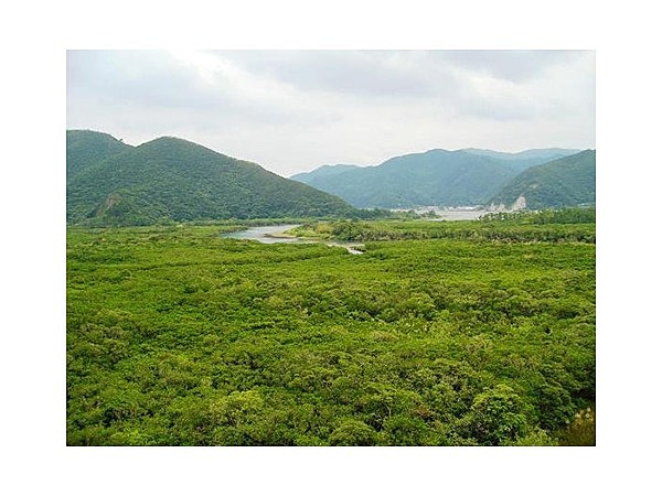 黒潮の森マングローブパーク