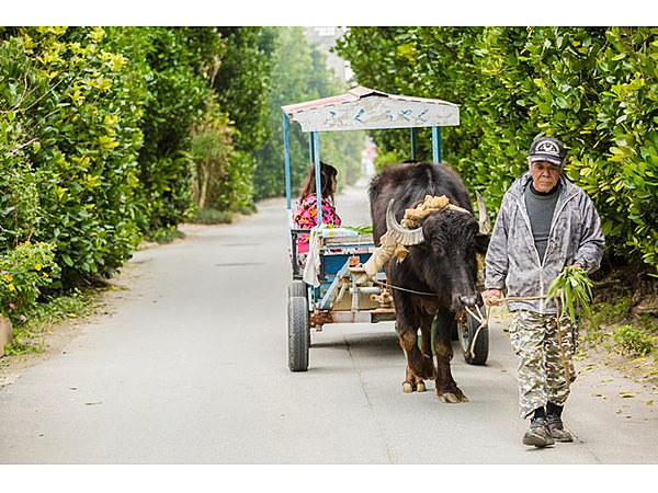 備瀬のフクギ並木