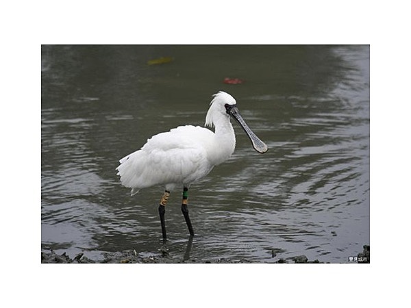 クロツラヘラサギ