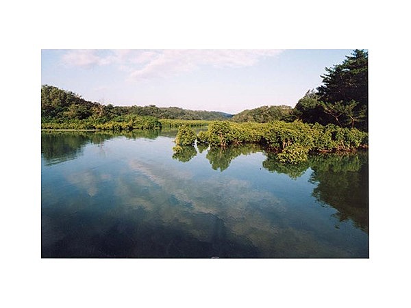 東村ふれあいヒルギ公園