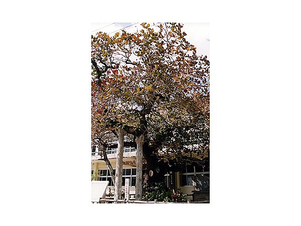 今泊のコバテイシ