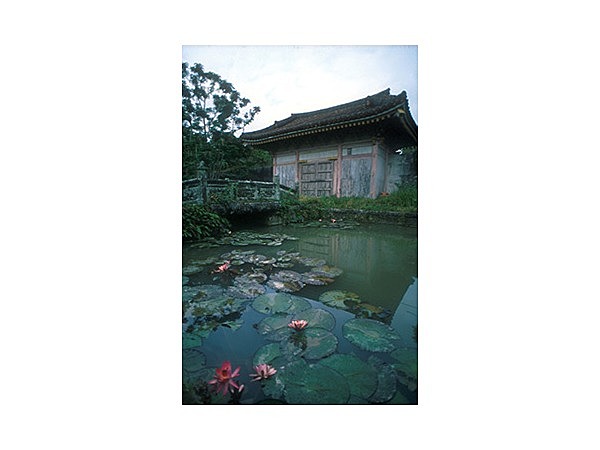 円覚寺跡のスイレン