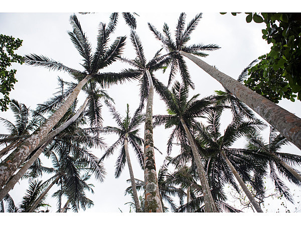 米原ヤエヤマヤシ群落