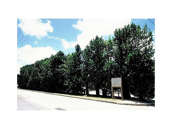 真謝のチュラフクギ