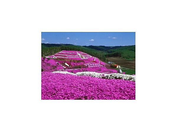 芝桜（北海道大空町）