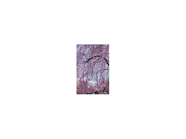 榴岡のシダレ桜