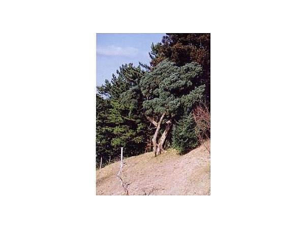 今朝磯のイブキ