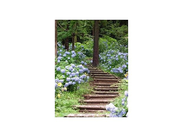 花菖蒲の郷公園の紫陽花