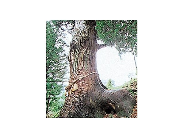 大崎八幡神社の馬形杉