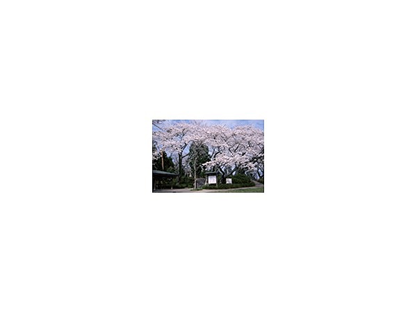 館山の桜