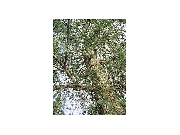 小原のヒダリマキガヤ