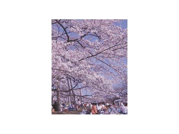 三神峯公園の桜