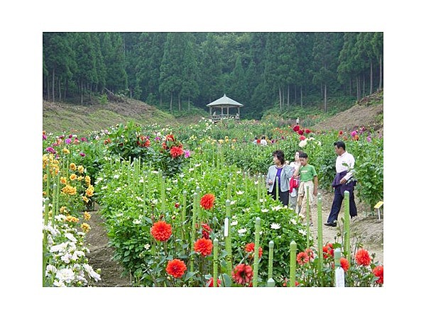湯沢市燦ランド世界ダリア園
