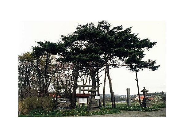 １００年の赤松