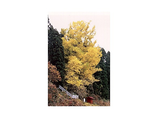 さかさイチョウ