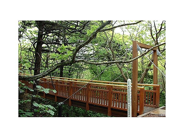 焼尻島オンコ林線道路(歩道)