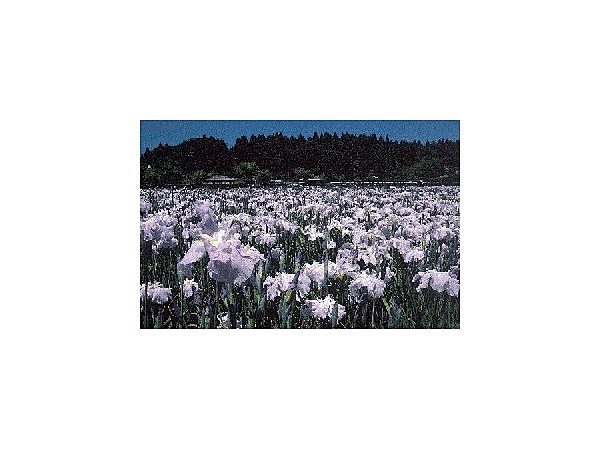 小泉潟公園の花菖蒲