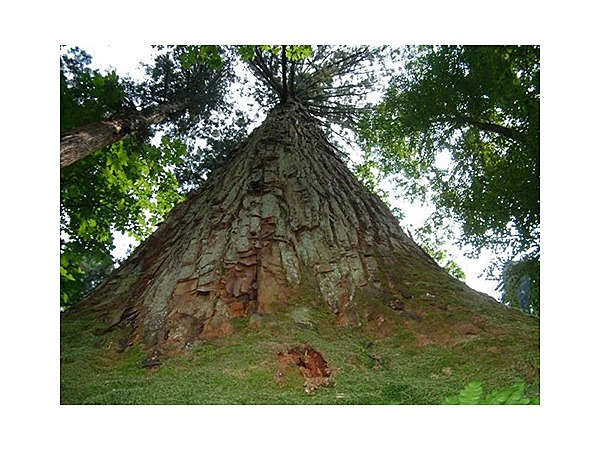 日本一高い天然秋田杉