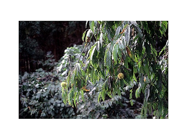 鬢垂のしだれ栗