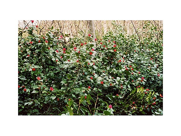 ユキツバキ自生北限地帯