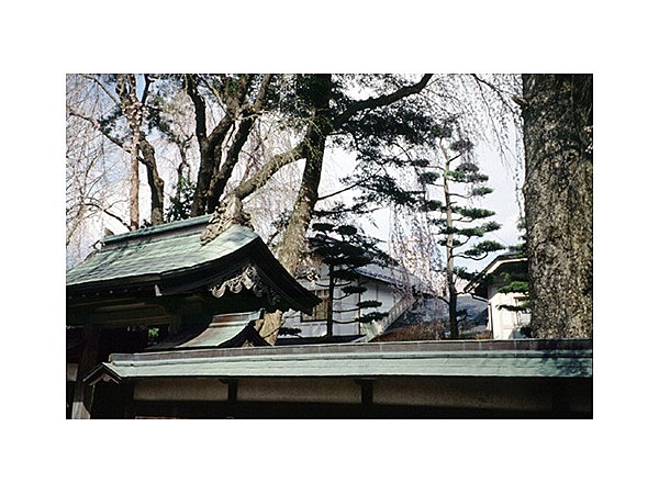 武家屋敷のモミ